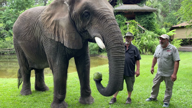 Elephant Buffet at Myrtle Beach Safari!