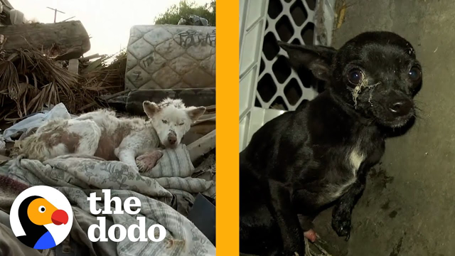 Two Shut-Down Dogs Find Comfort In Each Other | The Dodo