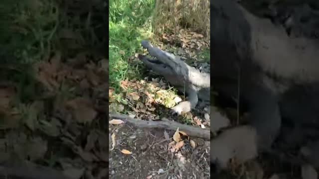 That was a close one! 😳🤣🐊#crocodile #australia #wild #animals #reptiles #zoo #dinosaur #shorts