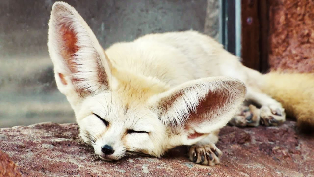 Funny Adorable Animals with the Biggest Ears
