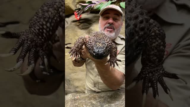 Giant Venomous Lizard 😳 #shorts #animals #reptile #lizard #venom #venomous