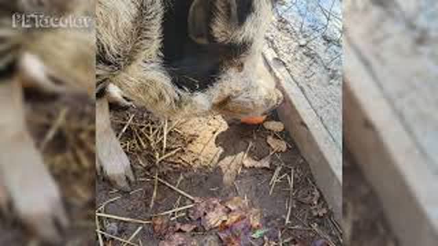 Introducing Bacon! Our Fun Loving PotBelly Pig!