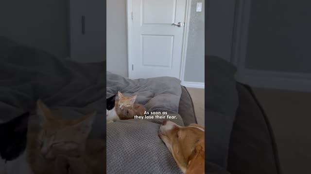 Pittie Lets Foster Kittens Nurse On Her | The Dodo