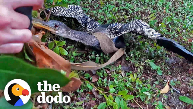 Family Cheers After They Save A Snakebird And Watch Him Fly Away | The Dodo
