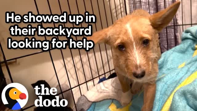 Terrified Stray Puppy Becomes The Biggest Cuddle Bug | The Dodo