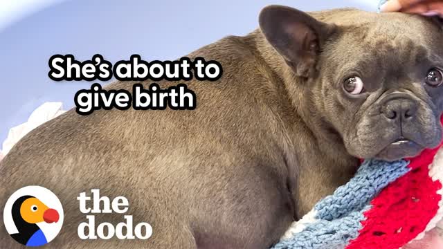 Couple Rescues A Pregnant Frenchie | The Dodo