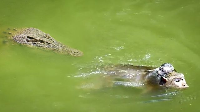 Monkeys Dying In a Crocodile Jaw