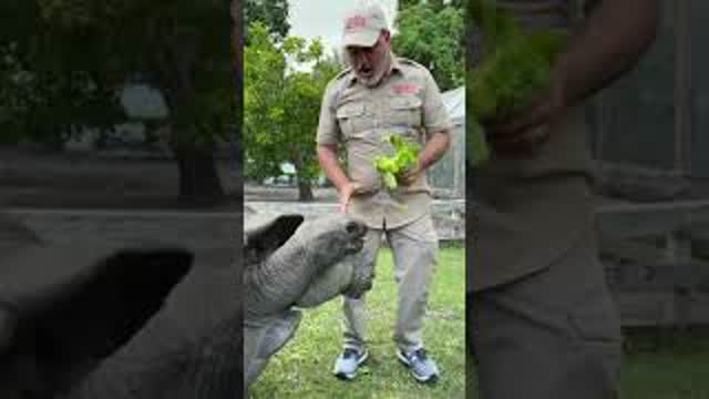 Giant tortoise high five 🖐🐢