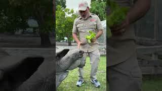 Giant tortoise high five 🖐🐢