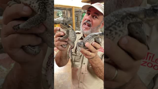 These Cane Toads sure are cute it they’re also POISONOUS🤯😳
