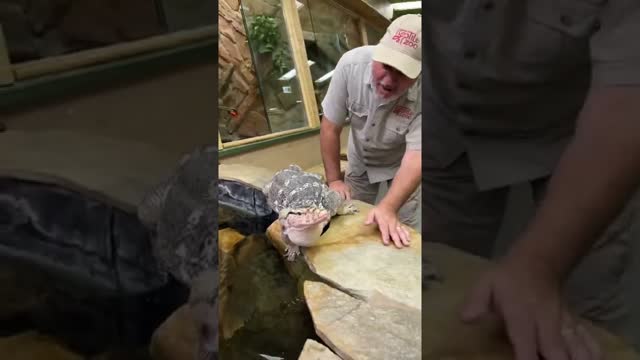 I Pay For That Water 😂 #shorts #animals #reptile #giant #lizard #dinosaur #zoo #funnyanimals