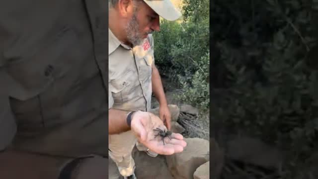 Finding Tarantulas In The Wild 🕷 #shorts #animals #spider #bug #nature #wildlife #zoo
