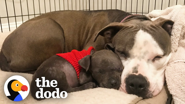 Tiniest Pittie Puppy Heals A Stray Dog's Heart  | The Dodo Pittie Nation