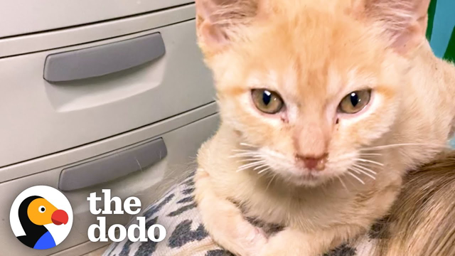 Tiny Sick Kitten Sits On Volunteer's Shoulder Everyday | The Dodo
