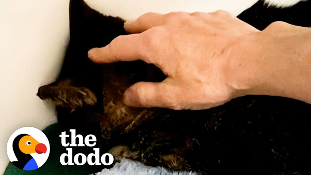 Cat Who Wouldn't Show His Face Is A Cuddlebug Now | The Dodo Foster Diaries