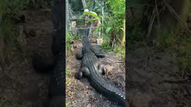 Feeding a gigantic alligator 🐊