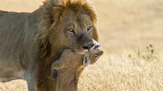 This Is Why Animals Reject and Kill Their Own Babies