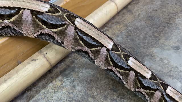 Most Dangerous Snakes at My Zoo 😳