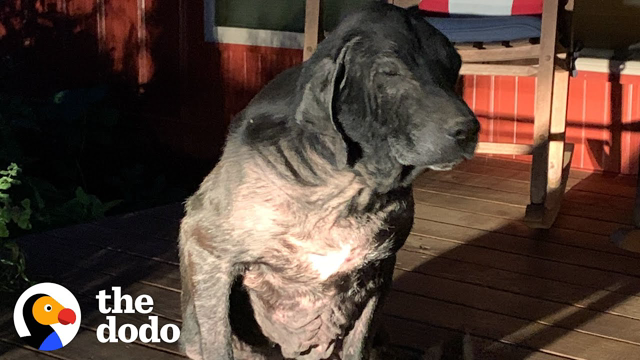 Sick Stray Dog Wanders Up To Random Couple's House | The Dodo