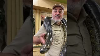 This Snake Could Eat an Alligator! 😱🐍