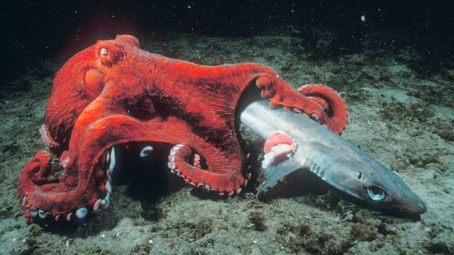 How Do Octopus Kill Sharks?