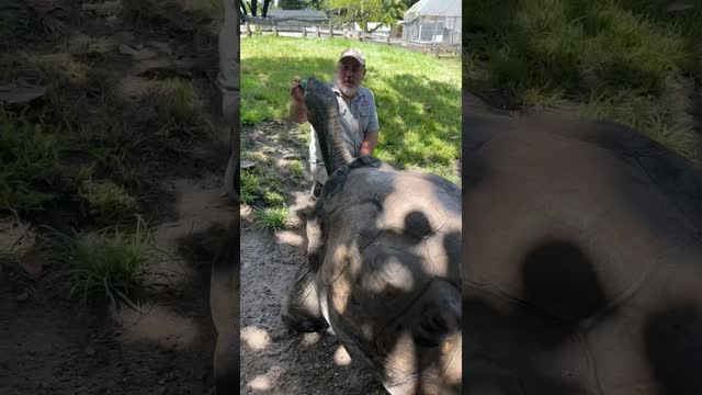 Adolf is a 106 Year Old Giant Galapagos Tortoise🤩🤯