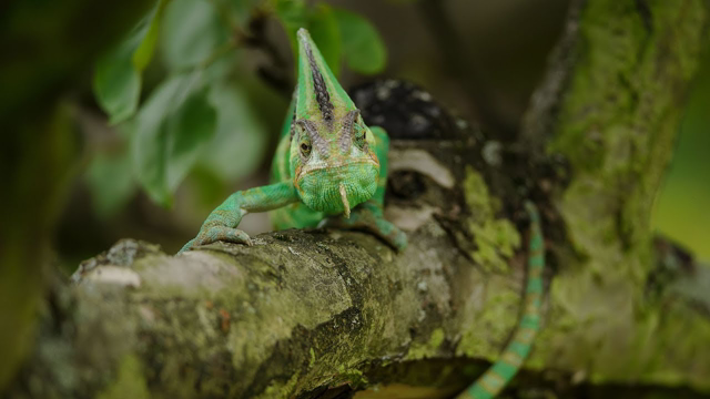 Funny Lizards - Ultimate Funny Lizard Compilation 2019 - Funniest Animal Videos
