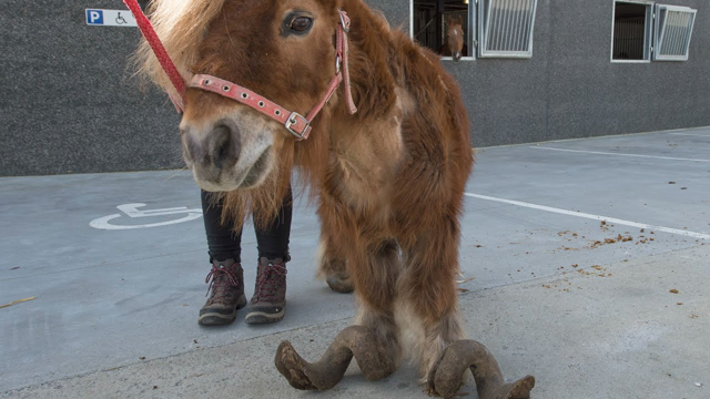 Watch This Neglected Pony Turn Into The Most Beautiful Boy | The Dodo