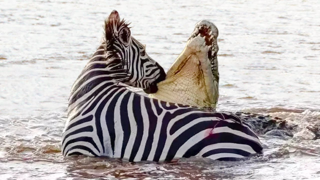 When They Mess With The Wrong Animal
