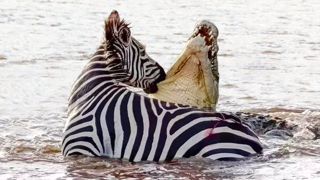 When They Mess With The Wrong Animal