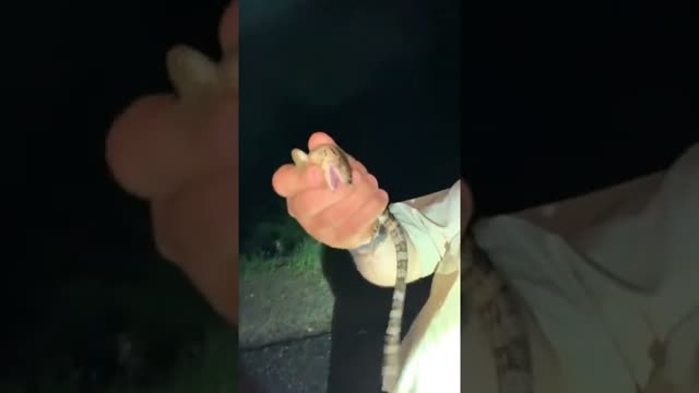 You’ll Never Believe What We Caught 🤣 #shorts #animals #reptile #lizard #cuteanimals #australia