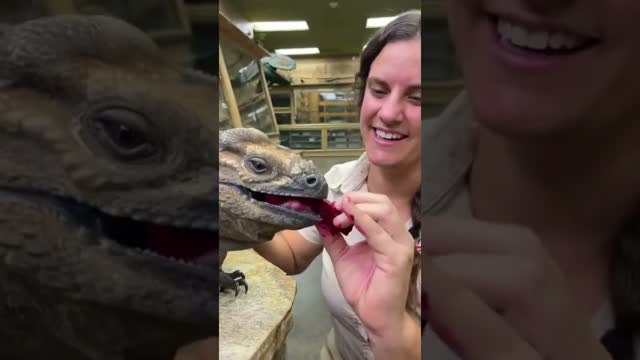 Mini Dinosaur Tries Dragonfruit 🦖 #shorts #animals #reptile #dinosaur #lizard #cuteanimals #zoo