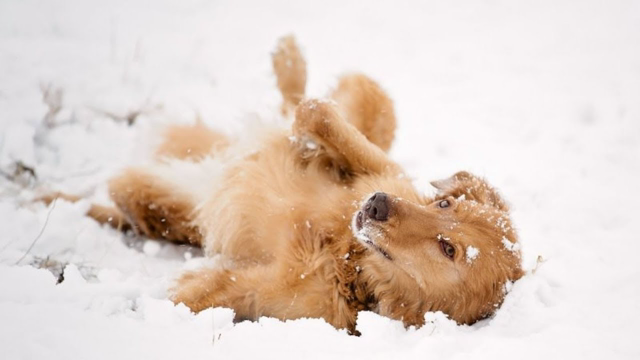Funny Dogs Making Snow Angels Compilation