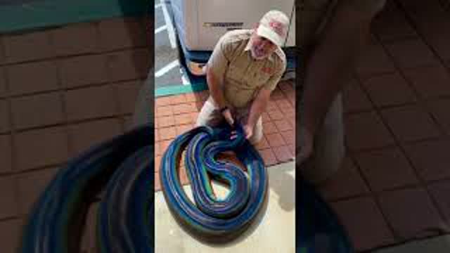 Rainbow snake 🌈🐍 Happy World Snake Day 🌎