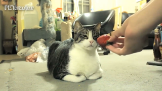 Funny Animals That Don't Like Fruit