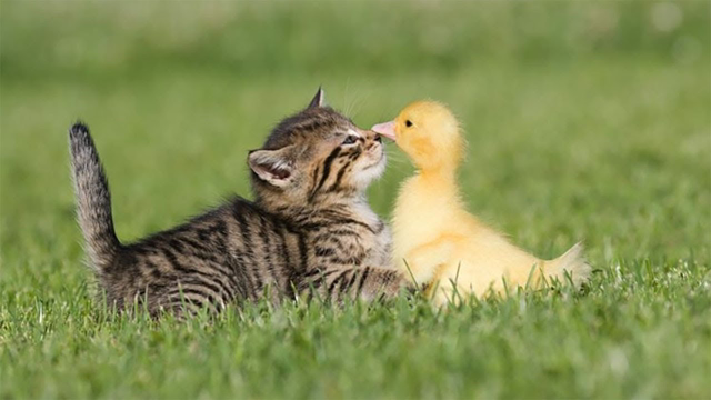 Funny Kittens and Birds Cats Playing with Birds Compilation