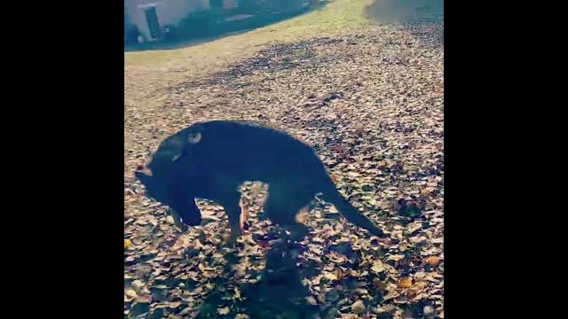 Daisy Loves Fall