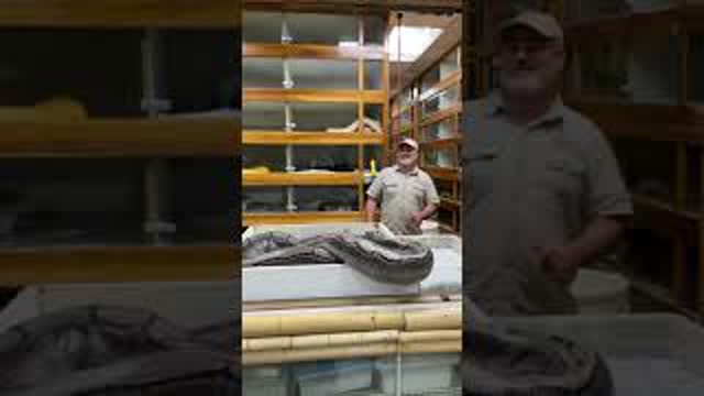 Sometimes collecting snake eggs is easy… and sometimes it’s like this 😂