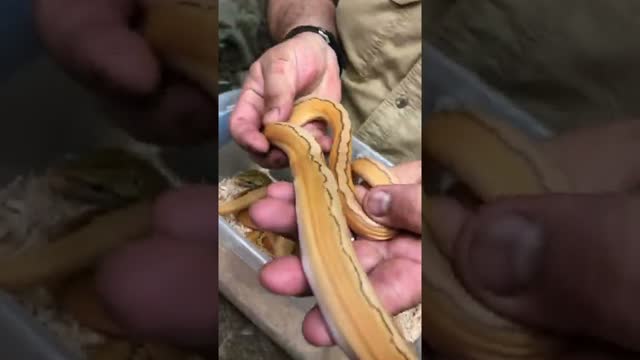 Crazy Worlds First Python Morphs 🐍 #shorts #animals #reptile #dinosaur #cuteanimals #snake #python