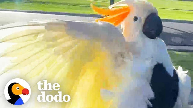 Parrot Loves To 'Surf' On His Dad's Car Window | The Dodo
