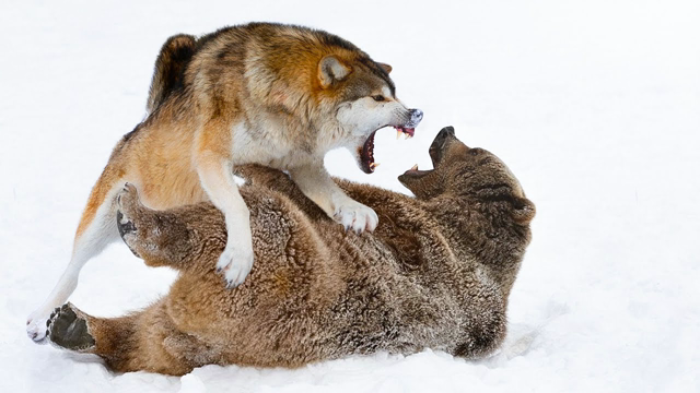 Why Are They Fighting for Centuries