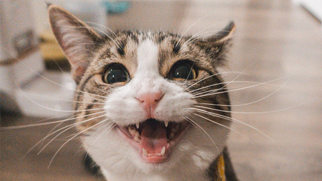 Cats Meowing Compilation