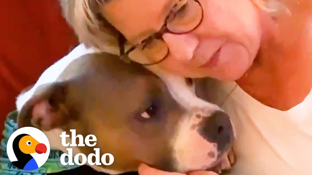 Sweet Pittie's BFF Is His Grandma  | The Dodo Pittie Nation