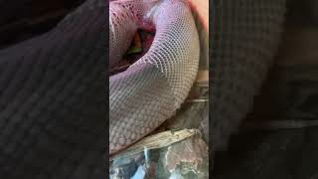 How satisfying is this snake shedding 😱