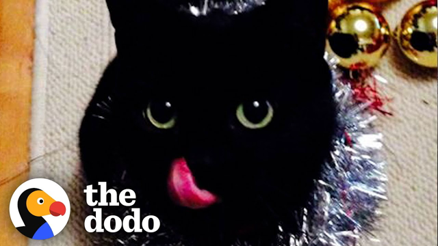 Mum Shows Heartbroken Cat How to Feel Whole Again | The Dodo You Know Me Now Meet My Pet