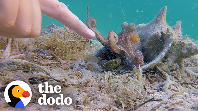 Wild Octopus Is Always Excited To See His Human Best Friend | The Dodo Wild Hearts