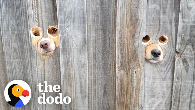 Dad Cuts "Peepholes" Into Fence So Dogs Can Say Hi To Mom | The Dodo