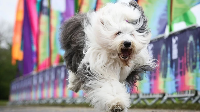 Funny Dog Videos Adorable and Cute Sheep Dog Compilation