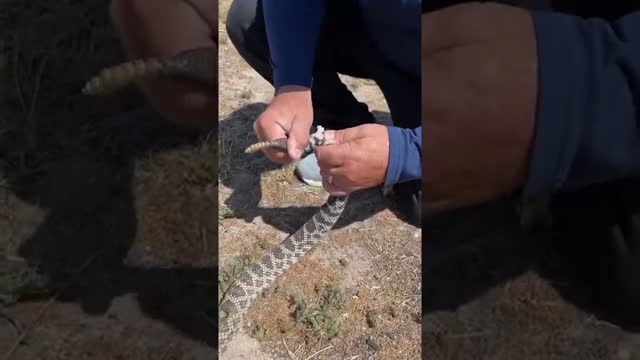 Boy Or Girl Rattlesnake 🤔 #shorts #animals #reptile #snake #rattlesnake #nature #wildlife #zoo