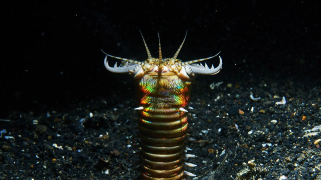 Most Dangerous Worm In the World